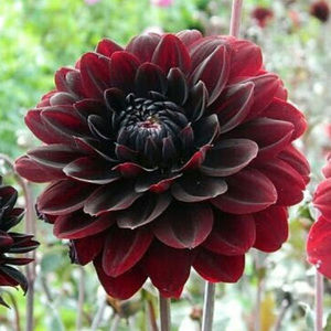 Meet your Posher, Kelli